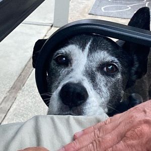 Meet your Posher, Maggie